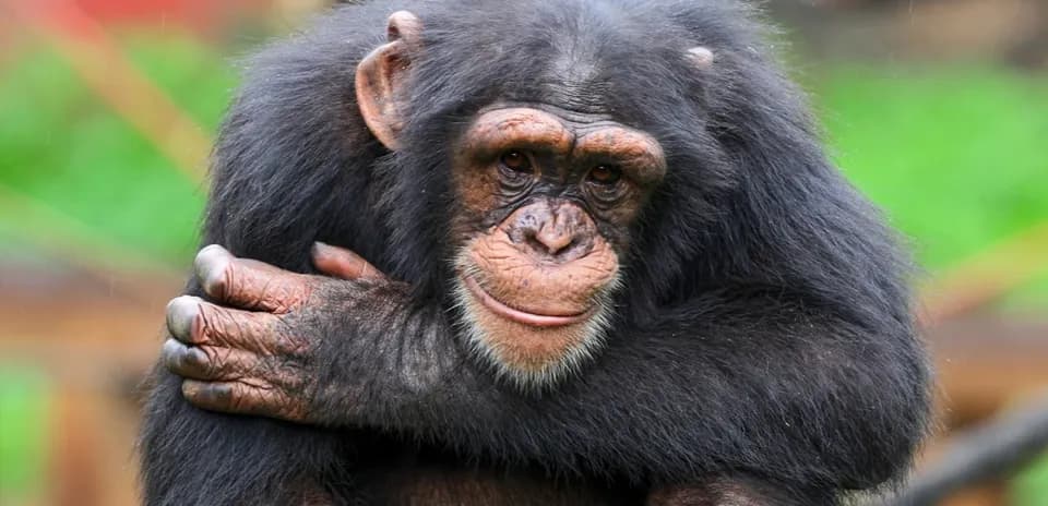 Chimpancé abrazándose en su hábitat