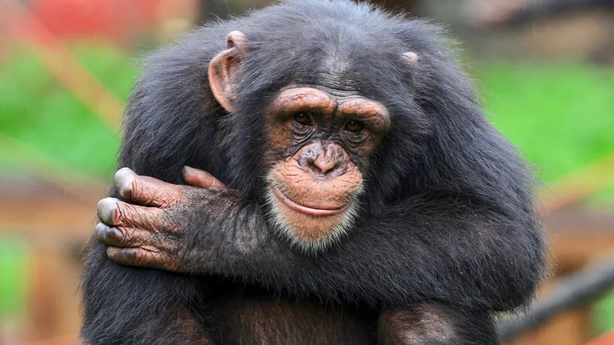 Chimpancé abrazándose en su hábitat